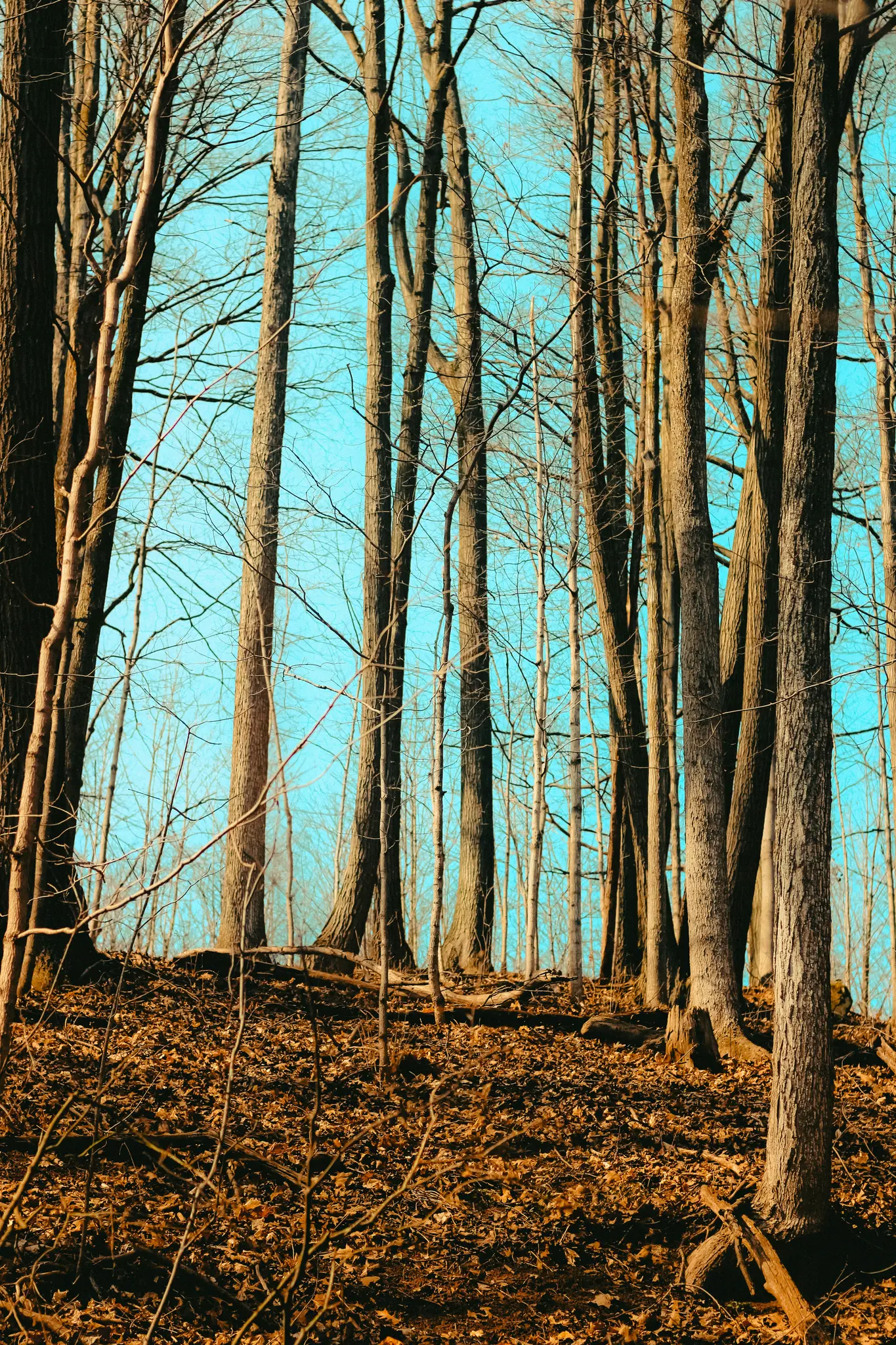 Et lodret billede af en skov om vinteren, der viser høje, nøgne træstammer og grene mod en klar blå himmel. Jorden er...