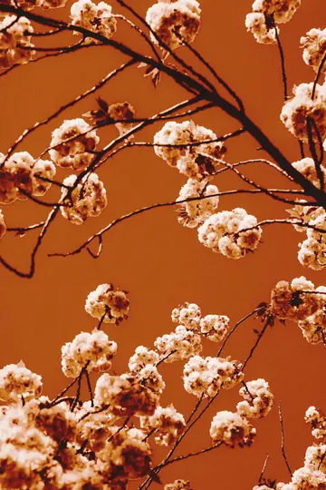 Et nærbillede af talrige lyse kirsebærblomster på mørke grene mod en ensfarvet orange baggrund, taget fra en lav vinkel.