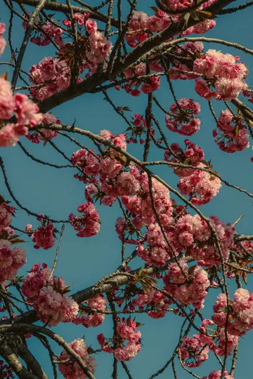 Et nærbillede af talrige klynger af levende, lyserøde kirsebærblomster på mørke, krogede grene mod en klar blå himmel.