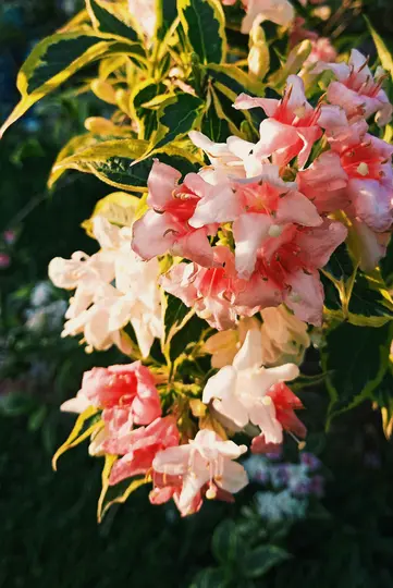 Et nærbillede af sarte lyserøde og hvide blomster, der blomstrer på en busk med grønne blade med gule kanter, badet i varm…