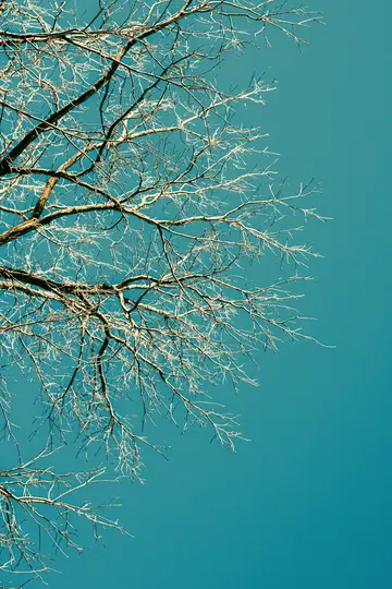 Nærbillede, opadrettet udsigt over et træs bare grene, dækket af let frost eller sne, mod en levende, turkisblå himmel.