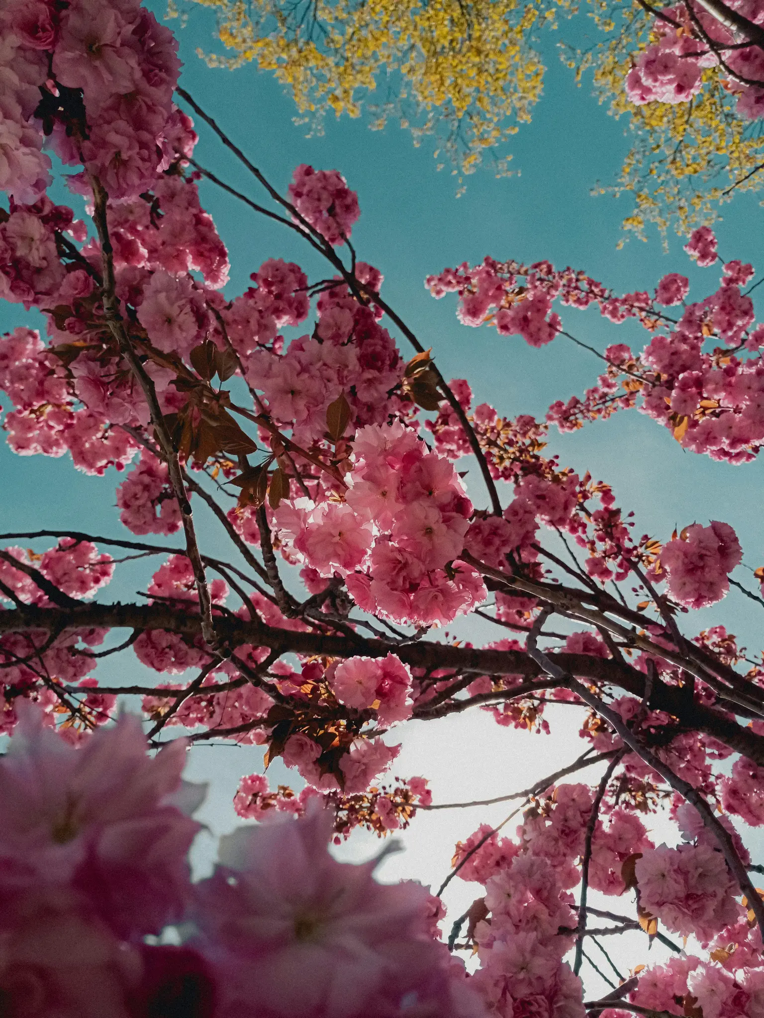 A low-angle shot of vibrant pink cherry blossoms filling the frame, set against a clear blue sky. Yellow-green leaves are…