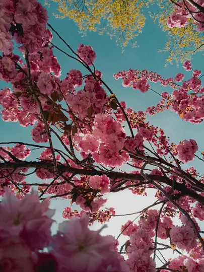 A low-angle shot of vibrant pink cherry blossoms filling the frame, set against a clear blue sky. Yellow-green leaves are…