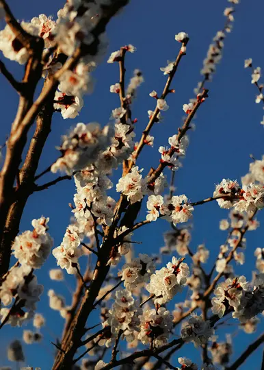 Nærbillede af sarte hvide blomster med lyserøde centre på mørkebrune grene, mod en levende, klar blå himmel.
