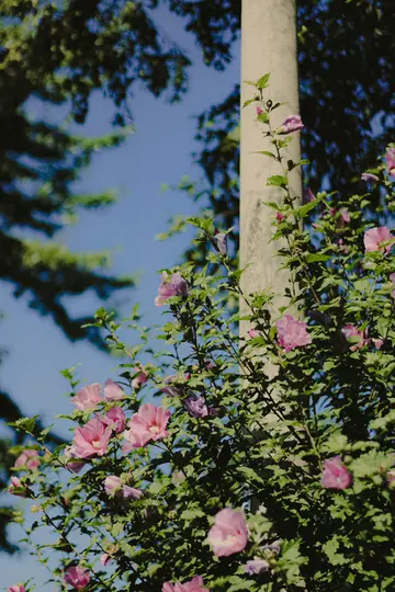 En levende busk med talrige lyserøde og lilla blomster og grønne blade mod en klar blå himmel og en lysmast.
