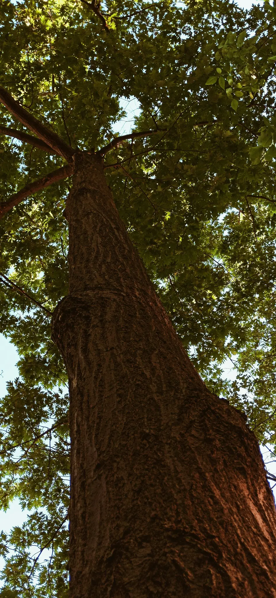 Et lavvinklet billede, der viser en massiv træstamme med tekstureret bark, der fører til et tæt løvtag af grønne blade mod