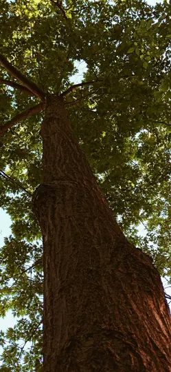 Et lavvinklet billede, der viser en massiv træstamme med tekstureret bark, der fører til et tæt løvtag af grønne blade mod