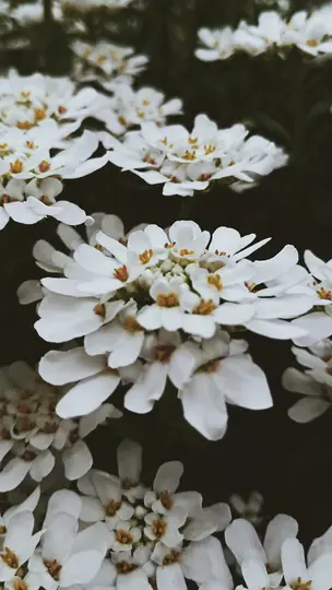 Et nærbillede af flere klynger af små hvide blomster, hver med små gule centre, mod en mørk, sløret baggrund