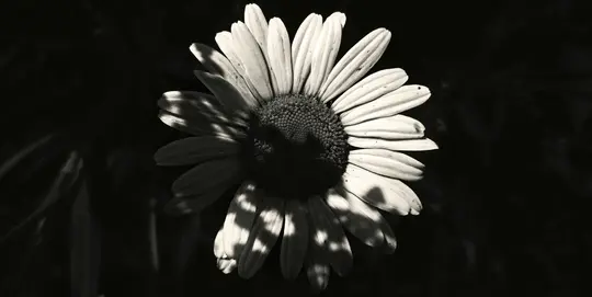 Et sort-hvidt nærbillede af en marguerit. De hvide kronblade er delvist dækket af mørke, plettede skygger fra blade ovenover.