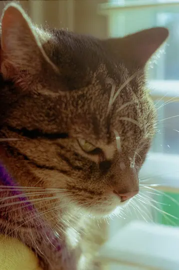 Et nærbillede, sideprofil af hovedet af en tabby kat. Katten har brun og sort stribet pels, grønne øjne og lange hvide