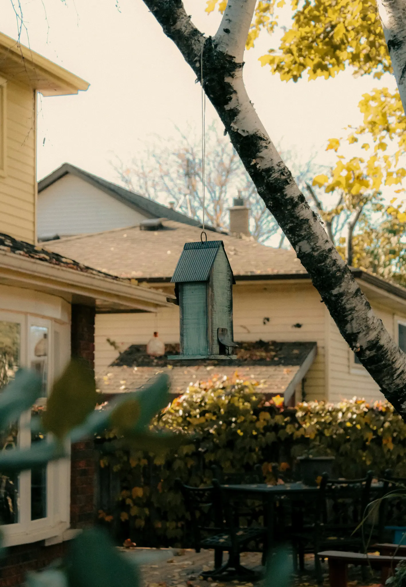 A light blue birdhouse with a corrugated metal roof hangs from a white-barked tree branch in a backyard. Yellow leaves are…