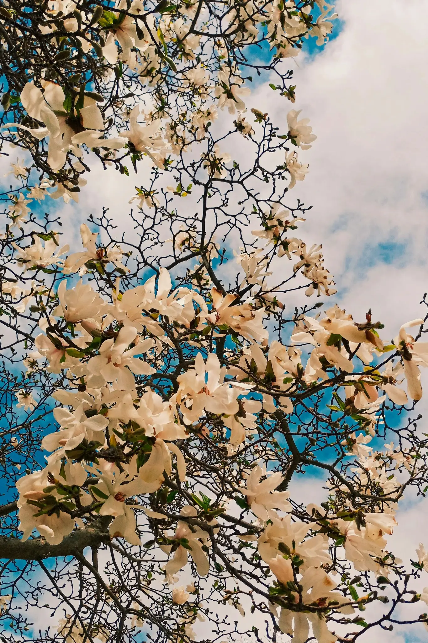 Et lavvinklet billede af et magnolietræ i fuldt flor med talrige hvide blomster og nøgne grene mod en klar blå himmel.