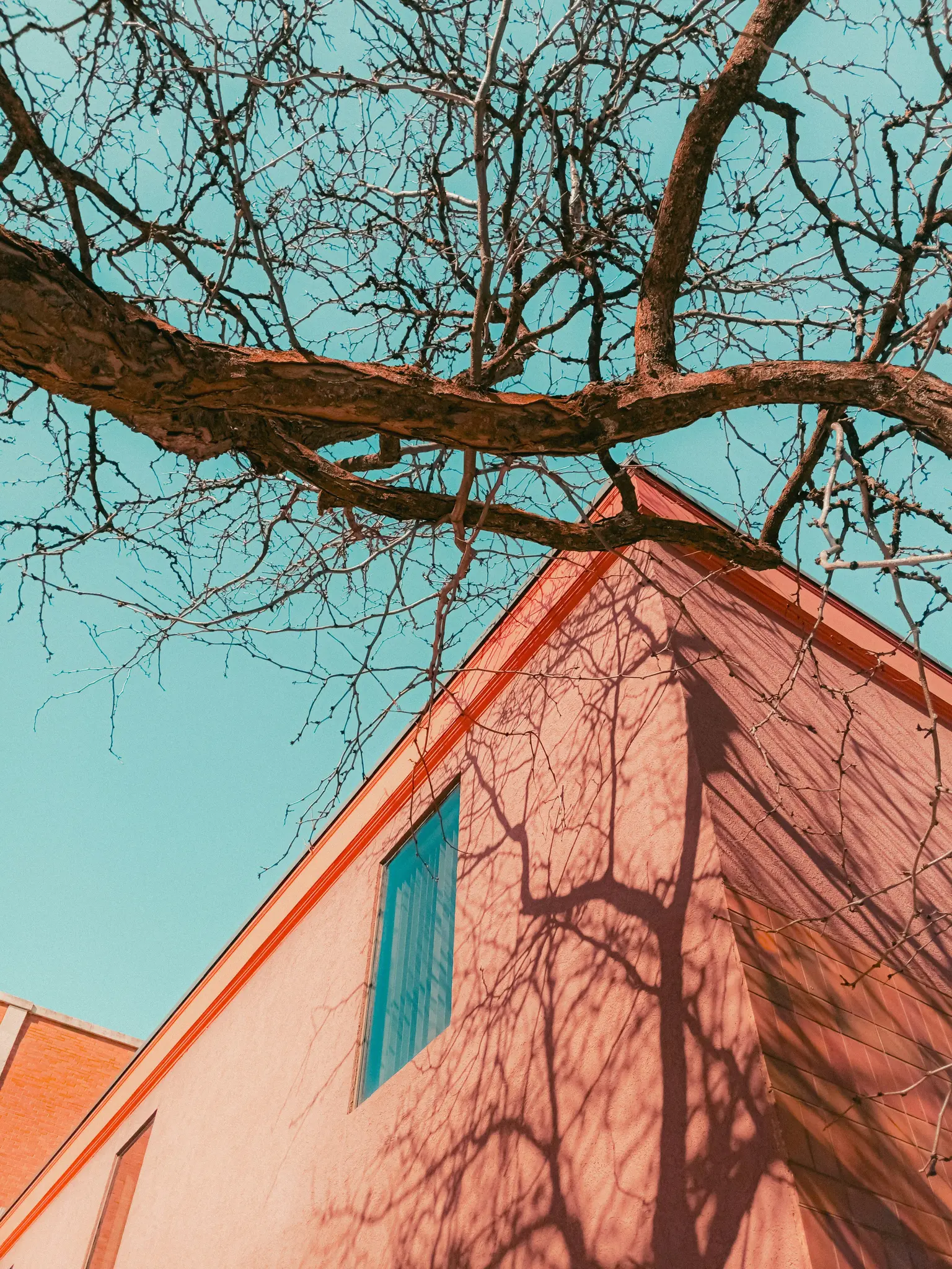 Et lavvinklet billede af et bygningshjørne med ferskenfarvede vægge og en blå himmel. Bare trægrene kaster indviklede