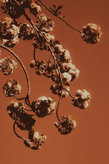 En næroptagelse af kirsebærblomstgrene med klynger af lyse blomster mod en rødbrun…