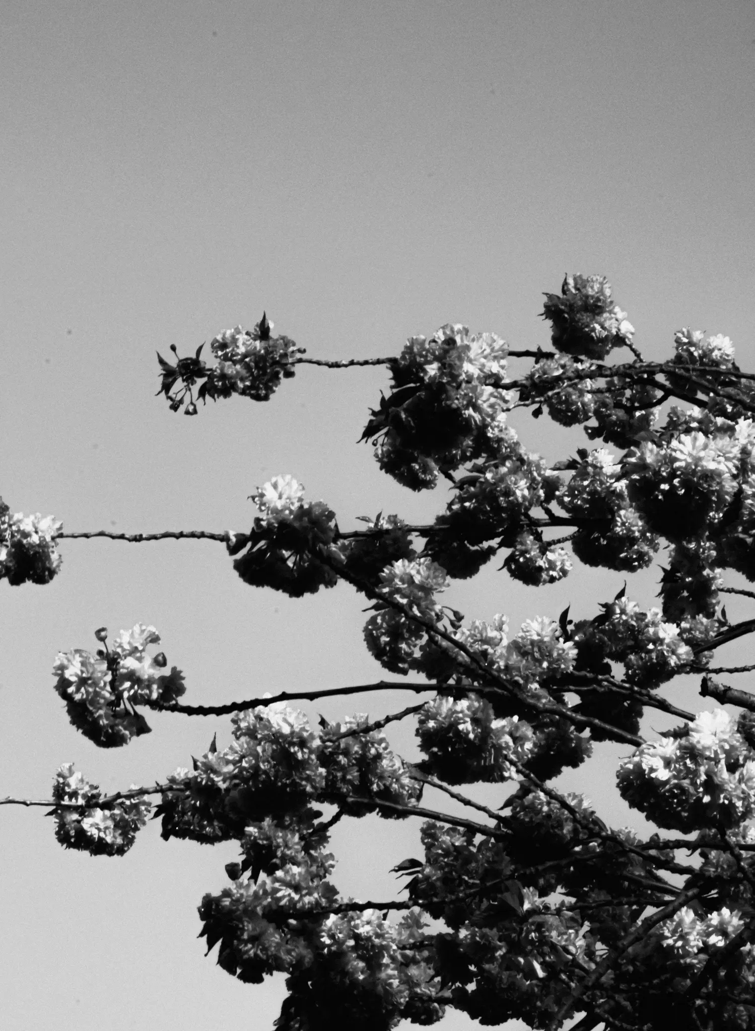 Zdjęcie czarno-białe przedstawia liczne skupiska kwiatów wiśni na gałęziach, na tle jasnego, czystego nieba.