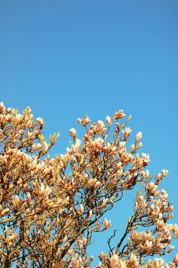 Et levende lavvinkelskud af et magnolietræ med mange lyserøde og hvide blomsterknopper mod en klar, lys blå himmel.