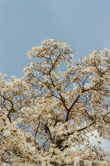 Et lavvinklet billede af et træ dækket af talrige hvide blomster, med dets brune grene synlige mod en klar blå himmel.