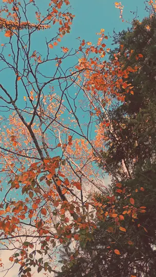 Et lavvinkelskud af levende orange og nogle grønne efterårsblade på trægrene mod en klar, lys blå himmel.