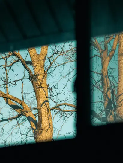 Udsigt over nøgne træstammer og grene mod en lyseblå himmel, set gennem en mørk, rektangulær åbning i forgrunden.