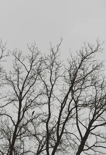 Et skarpt, minimalistisk billede af mørke, bare trægrene silhuettet mod en lysegrå, overskyet himmel. En lille fugl er...