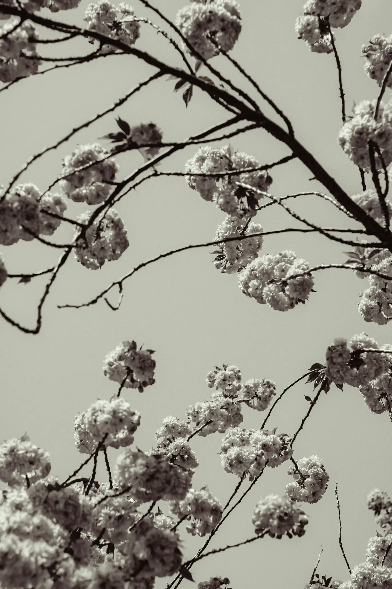 A black and white, low-angle close-up shot of tree branches covered in clusters of blossoms against a light sky.
