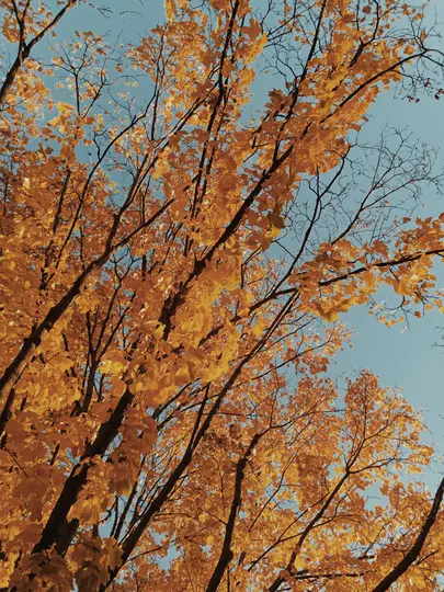 Et lavvinklet billede af et trækrone fyldt med klare gule og orange efterårsblade mod en klar blå himmel.