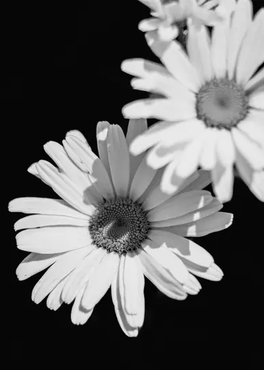 Un primer plano en blanco y negro de dos flores de margarita. Una margarita está enfocada nítidamente en primer plano