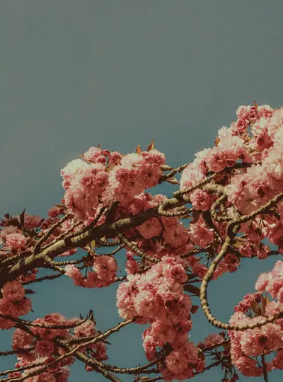 Et levende nærbillede af talrige klynger af lyserøde kirsebærblomster på mørkebrune grene, mod en klar blå himmel.