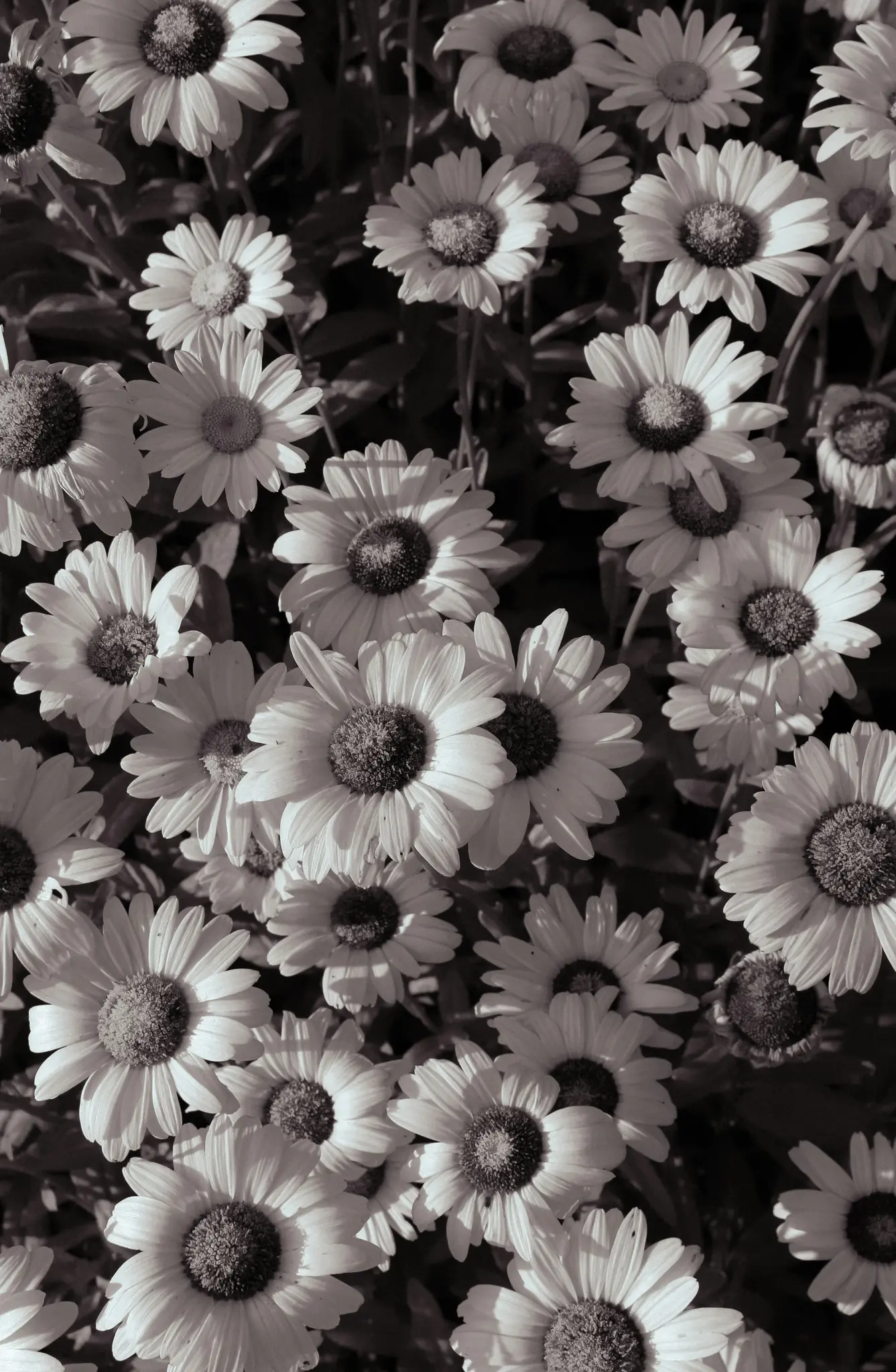 Et nærbillede, sort-hvidt fotografi af talrige margueritter, der fylder hele billedrammen og viser deres kronblade og mørke