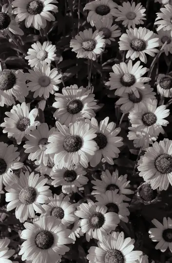 Et nærbillede, sort-hvidt fotografi af talrige margueritter, der fylder hele billedrammen og viser deres kronblade og mørke