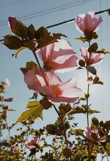 Et nærbillede af flere lyserøde hibiscusblomster og knopper, baggrundsbelyst af solen mod en klar blå himmel.