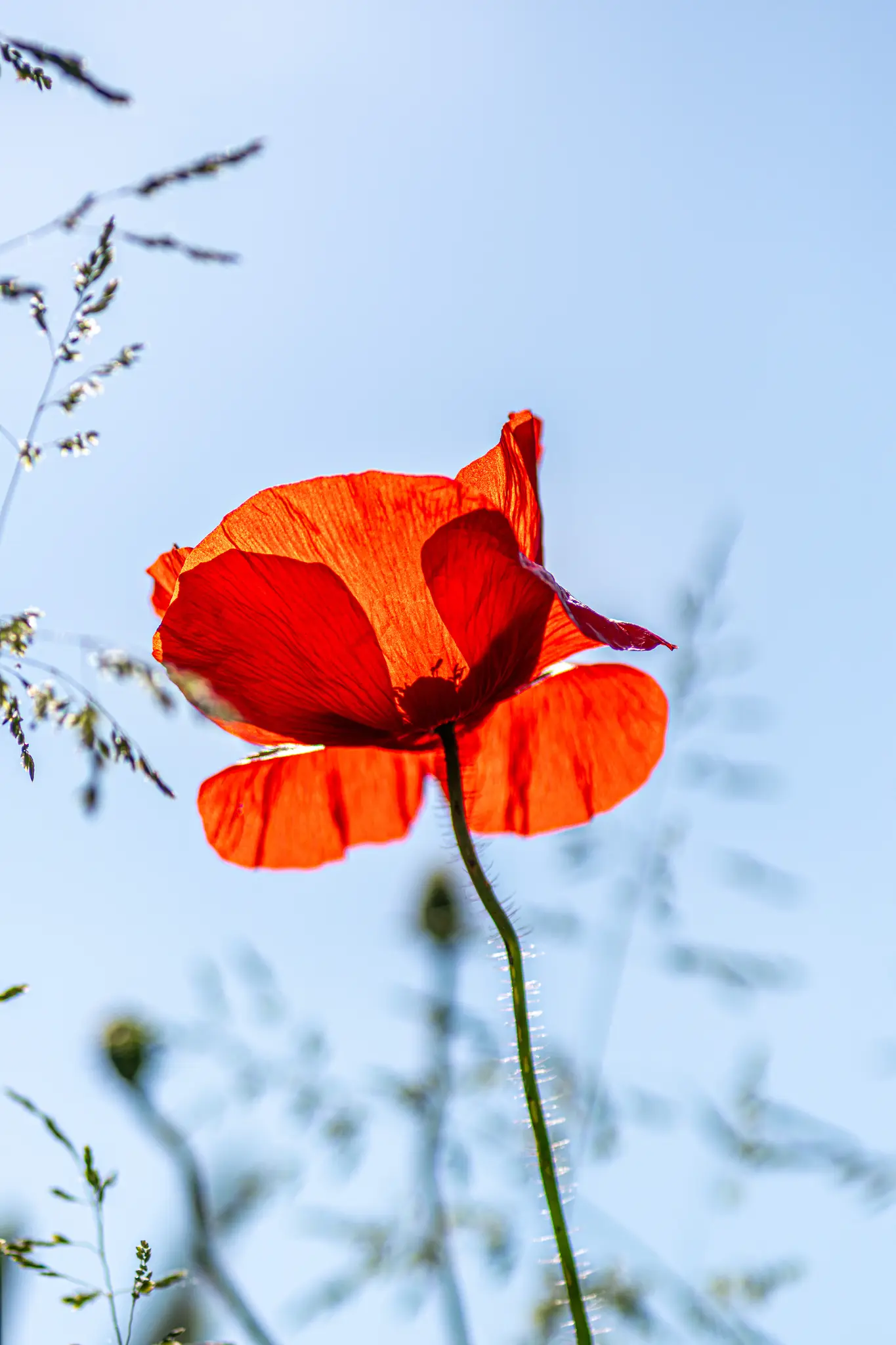A close-up, low-angle shot of a single red poppy, its delicate petals glowing translucent against a bright blue sky.