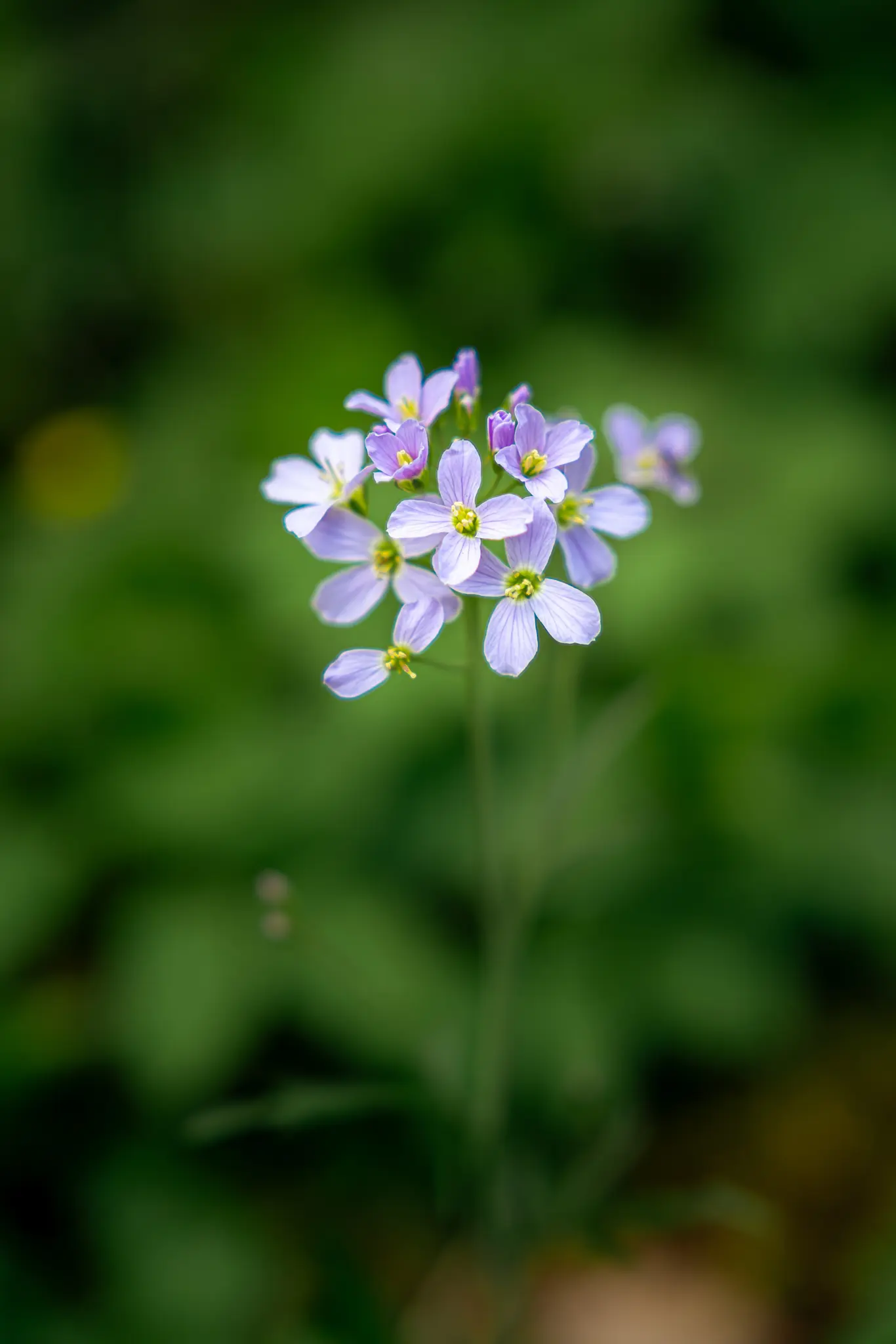 A close-up shot of a cluster of small, light purple flowers with bright yellow centers, set against a soft, blurred green…