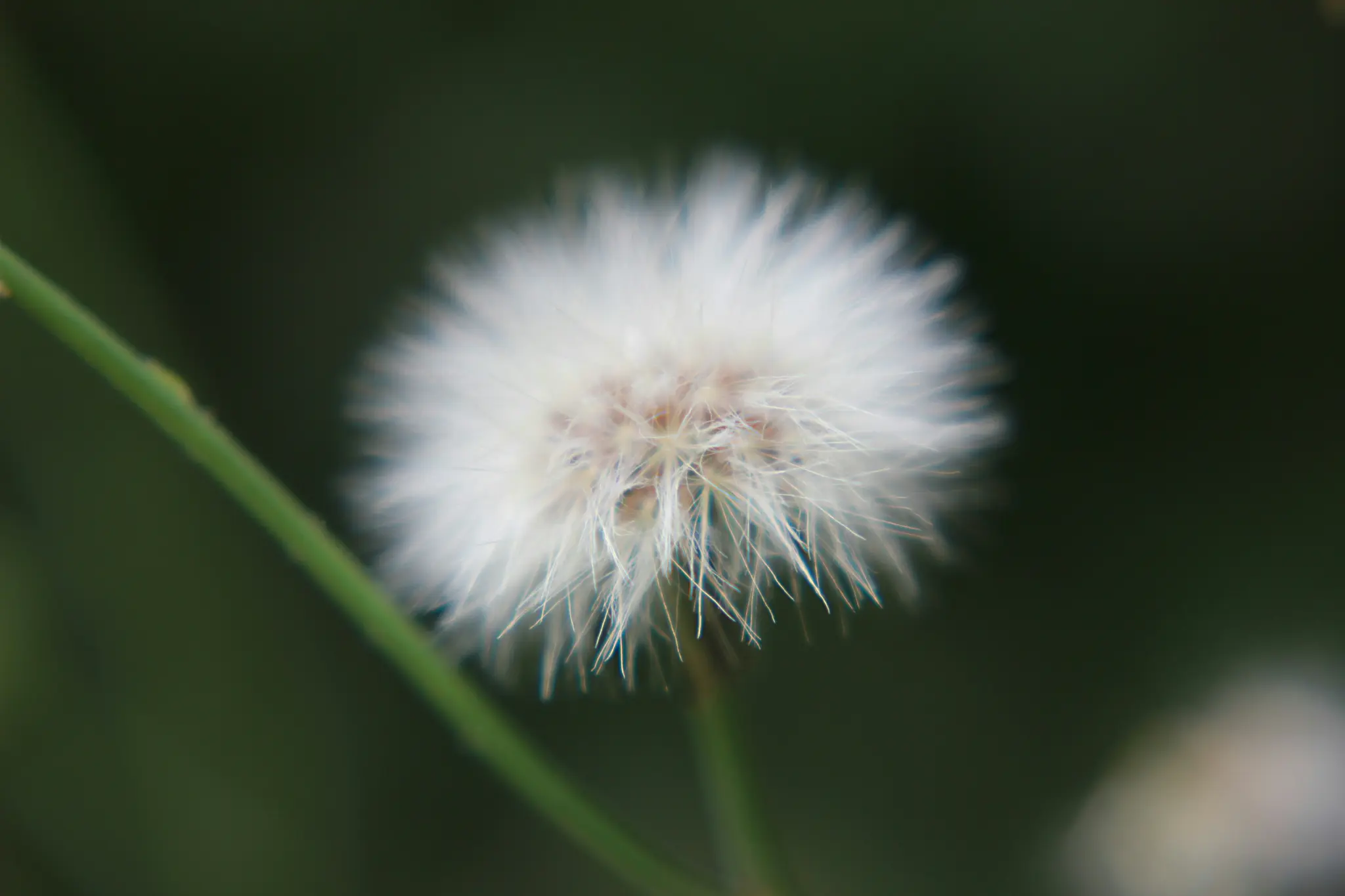 A macro photograph of a white, fluffy dandelion seed head against a blurred dark green background. A green stem crosses the…