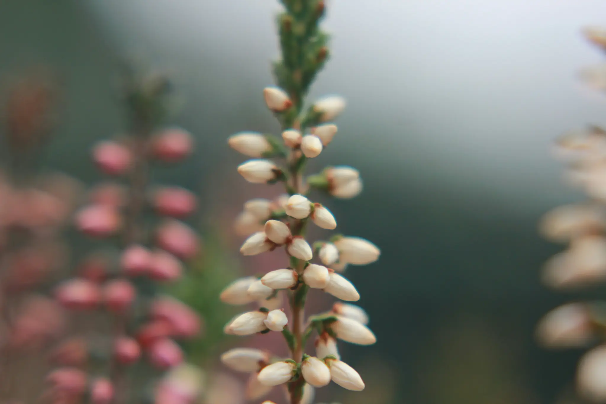 A macro photograph shows a vertical stem covered in small, tightly closed white flower buds, sharply in focus. The…