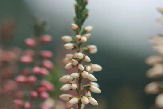 A macro photograph shows a vertical stem covered in small, tightly closed white flower buds, sharply in focus. The…