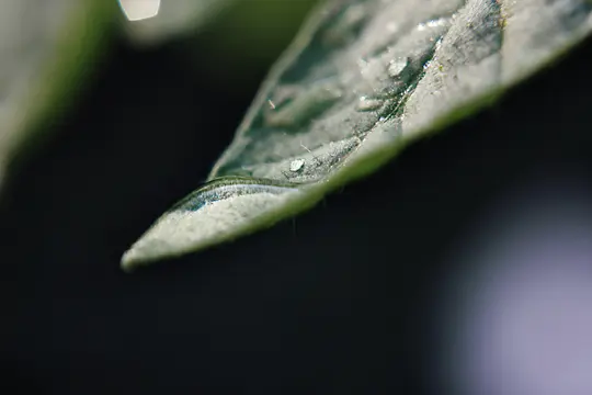 Et makrofotografi fanger de indviklede detaljer på et grønt blad, prydet med flere klare vanddråber, der reflekterer...