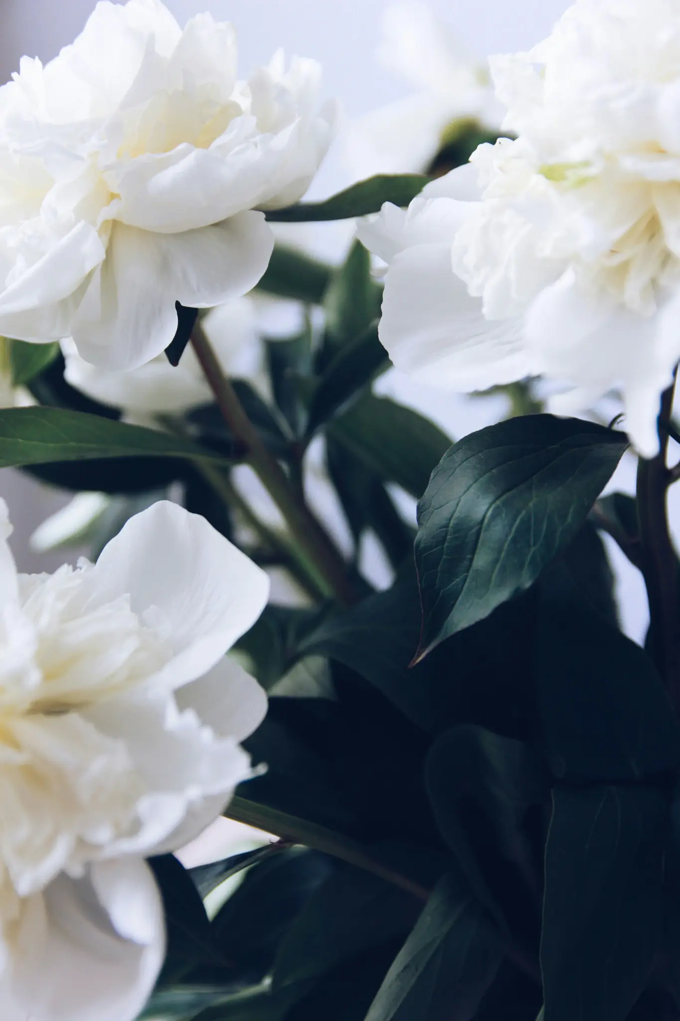 Et lodret nærbillede af flere hvide pæonblomster med deres grønne blade og stængler, mod en blød, lys baggrund.