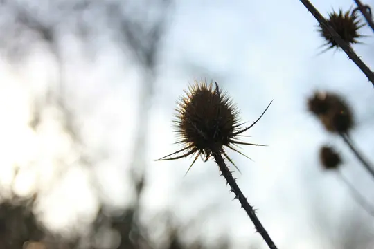 A close-up, low-angle shot of a dried, spiky thistle head, silhouetted against a bright, hazy sky with blurred background…