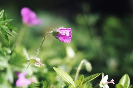 A macro photograph shows a purple flower bud with a hairy stem, slightly unfurling, against a soft, blurred green background.