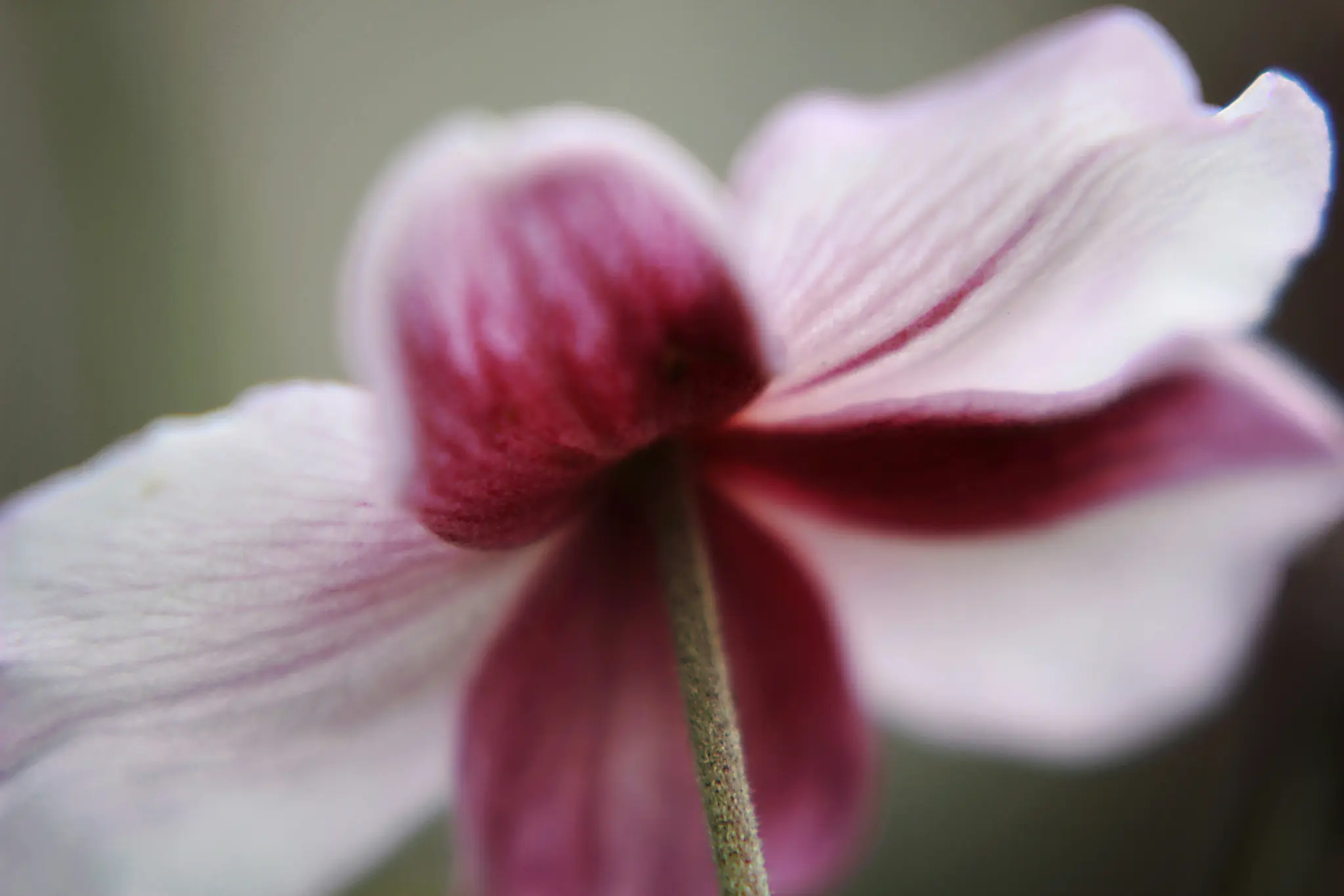 A macro shot from below shows a flower with white petals fading to deep pink at the center, and a fuzzy green stem.