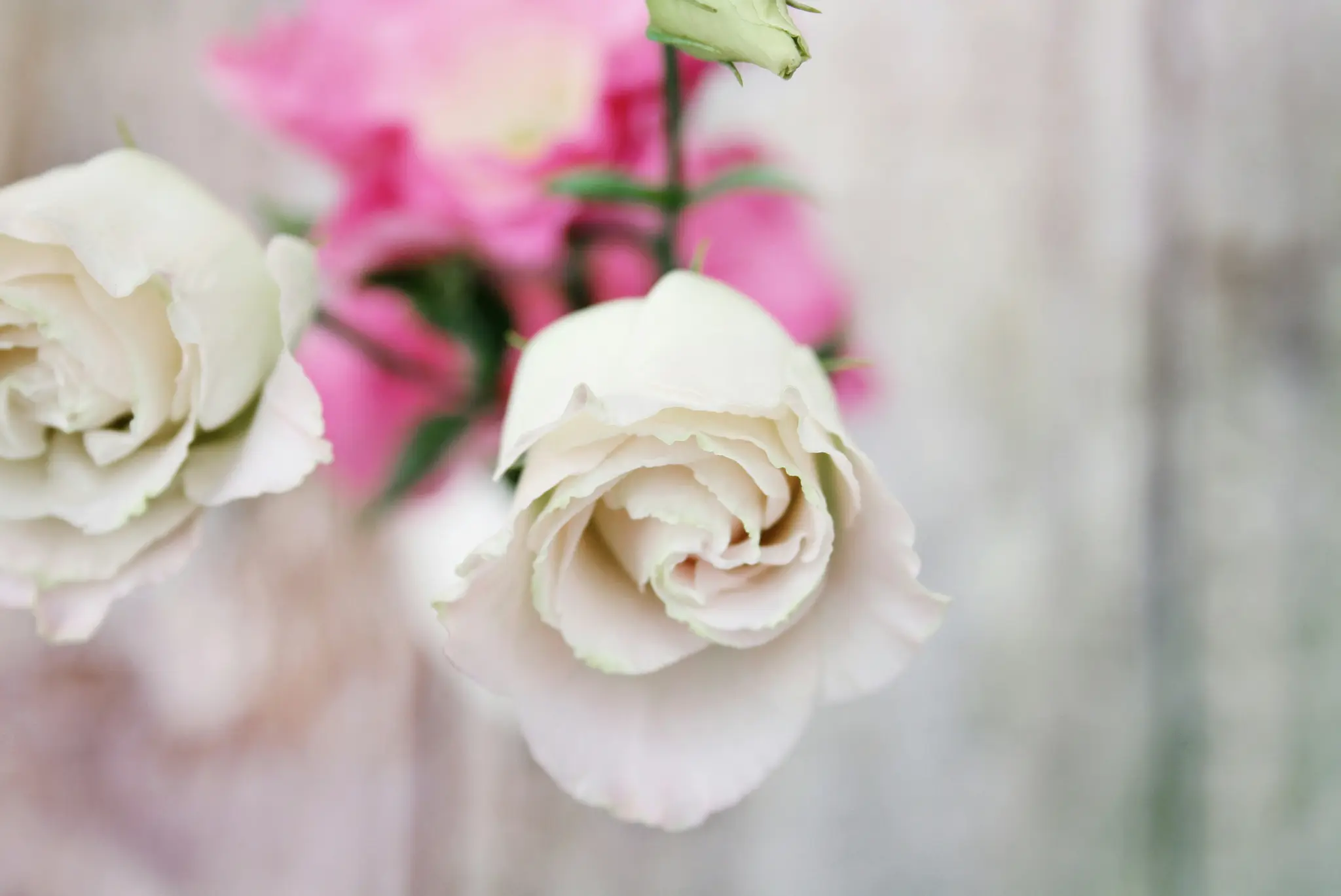 Et nærbillede af to lysfarvede roser med tætsluttende kronblade. Slørede lyserøde blomster er i baggrunden.