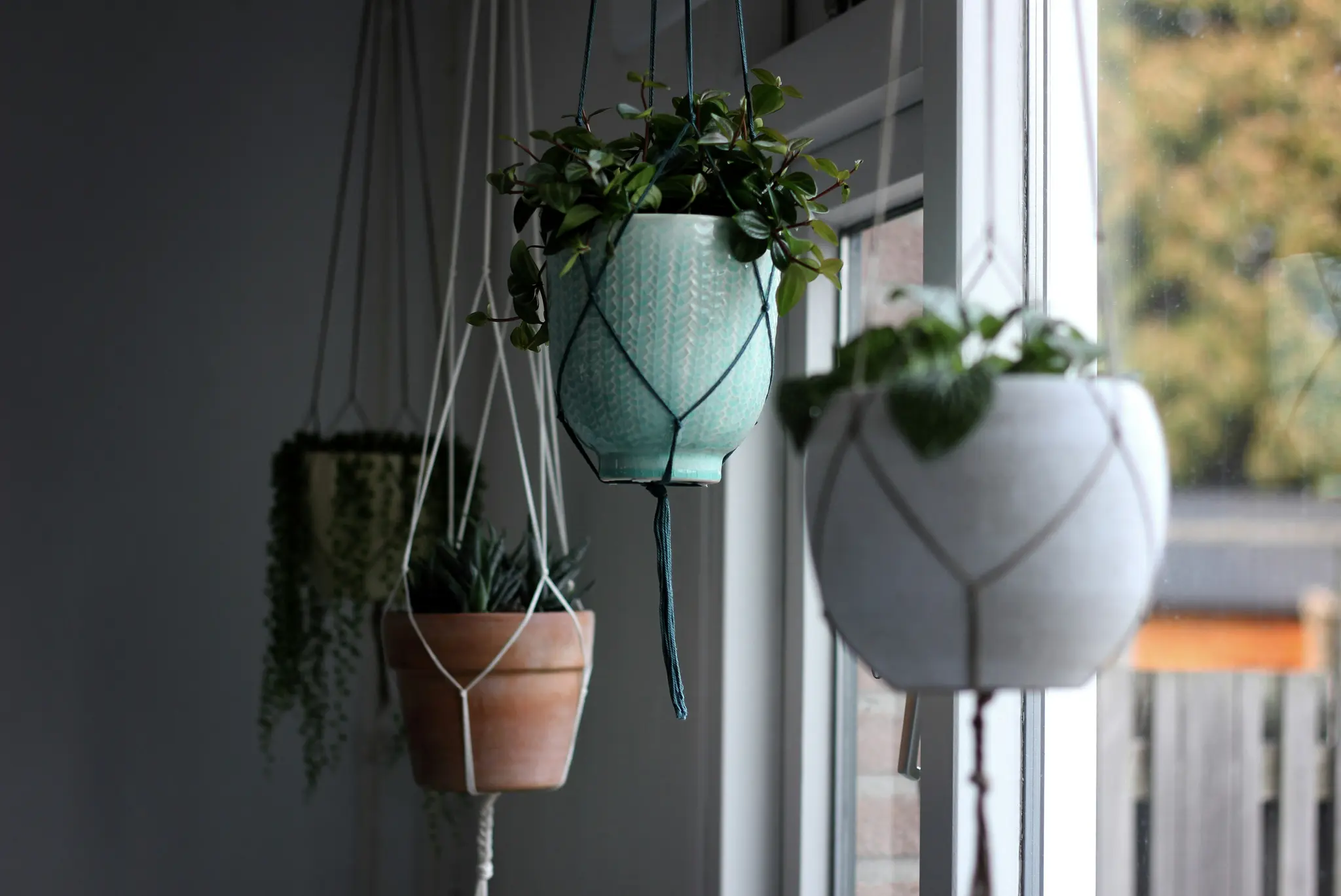 Four potted plants in macrame hangers hang near a window. The central plant is in a blue pot, with a terracotta pot to its…