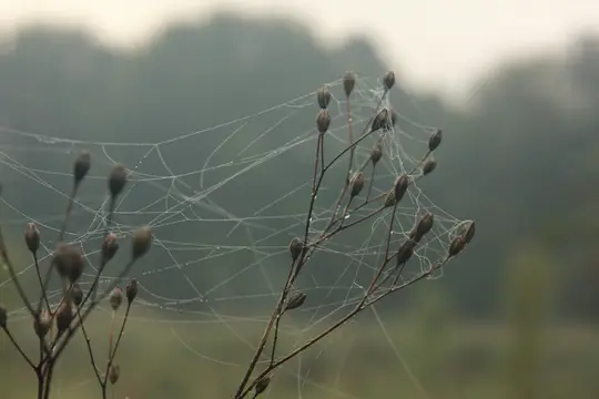 Et nærbillede af en tørret plante med frøkapsler, dækket af et sart spindelvæv prydet med bittesmå dugdråber. Baggrunden er…