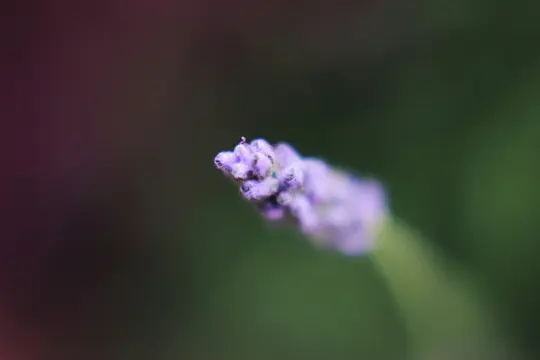 Et makrobillede af en lavendelblomsterknop, der viser dens små lilla blomster i skarpt fokus mod en blød, sløret grøn