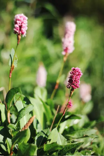 A close-up photo of several pink and magenta spiky flowers with green leaves, set against a blurred green background.