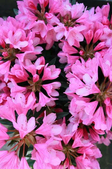 Et levende nærbillede af talrige pink Rhododendronblomster med udfoldede kronblade og synlige støvdragere mod en…