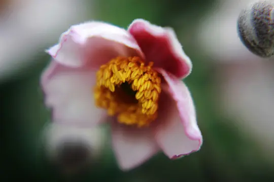 Et makrobillede af en pink blomst med bløde, let dunede kronblade og et levende, gult, støvdragerfyldt centrum. Baggrunden er