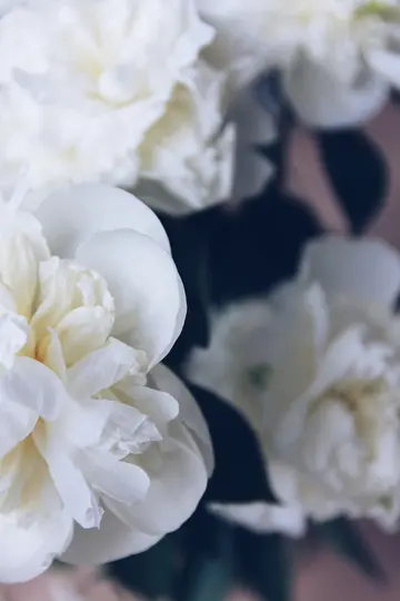 Et nærbillede af hvide pæonblomster med bløde, lagdelte kronblade. Blomsten i forgrunden er i skarpt fokus, mens andre er let