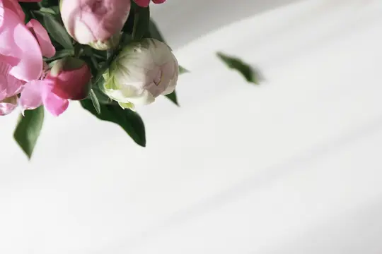 A close-up of pink and white peony buds and blossoms with green leaves, set against a bright white background with soft…